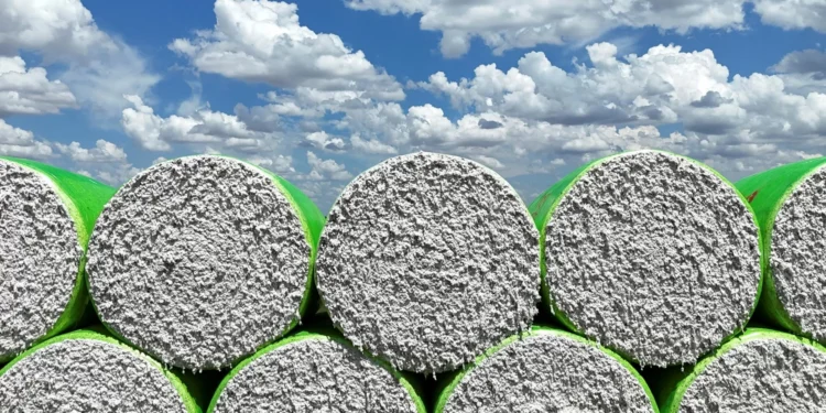 StoneX reduz em 1% previsão para safra de algodão 2025/2026 do Brasil