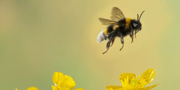 A abelha e a colmeia