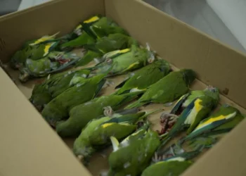 Aves são resgatadas após serem atropeladas em Manaus
