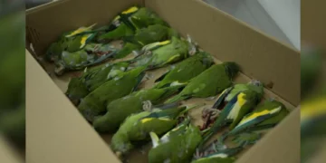 Aves são resgatadas após serem atropeladas em Manaus