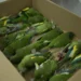 Aves são resgatadas após serem atropeladas em Manaus
