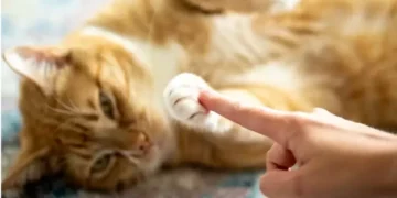 Dia Mundial do Gato ganha novo significado em tempos de alerta contra maus-tratos