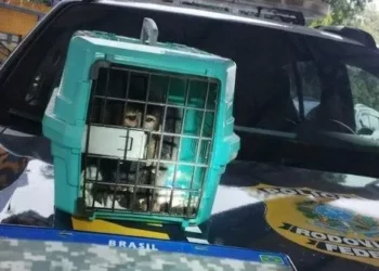 Macaco-prego é resgatado pela PRF durante abordagem na BR-040, em MG