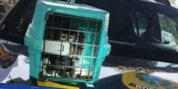Macaco-prego é resgatado pela PRF durante abordagem na BR-040, em MG