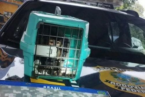 Macaco-prego é resgatado pela PRF durante abordagem na BR-040, em MG