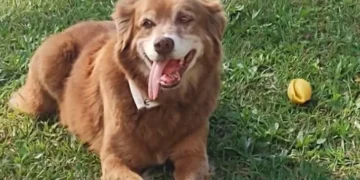 Conheça a história do cão que inspirou nova lei de sepultamento de pets em SP