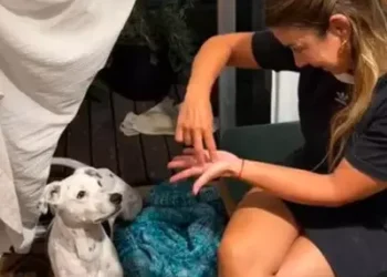 Cão surdo surpreende pela capacidade de entender sinais