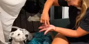 Cão surdo surpreende pela capacidade de entender sinais