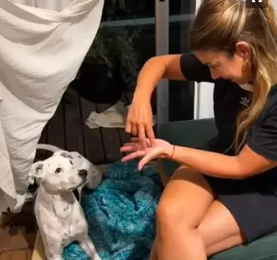 Cão surdo surpreende pela capacidade de entender sinais